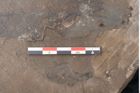 Foto (Detailansicht) von Castanea atavia Unger (NHMW-GEO-2024-0188-7964)